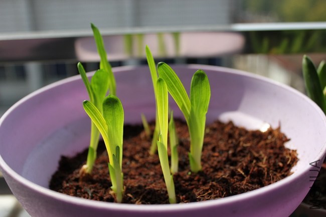 ���ֵ���ѩ��