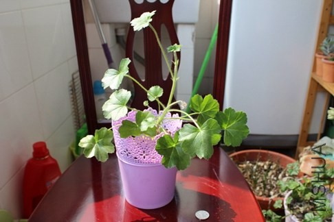 IMG_7620.JPG