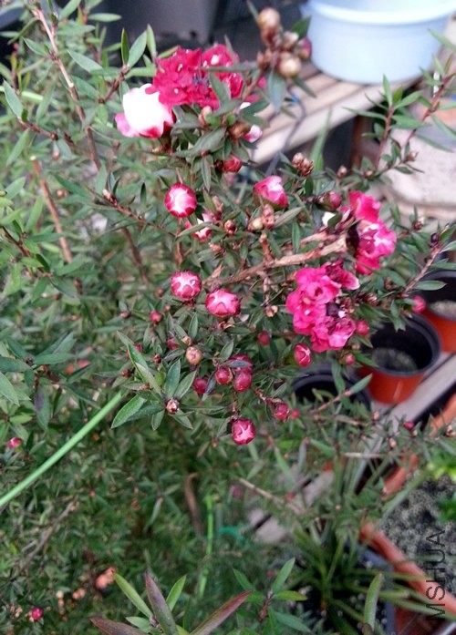 �ɺ�÷20140309B.jpg