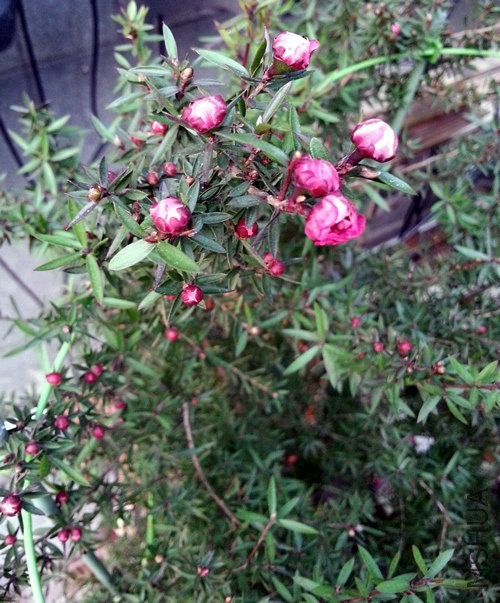 �ɺ�÷20140309C.jpg