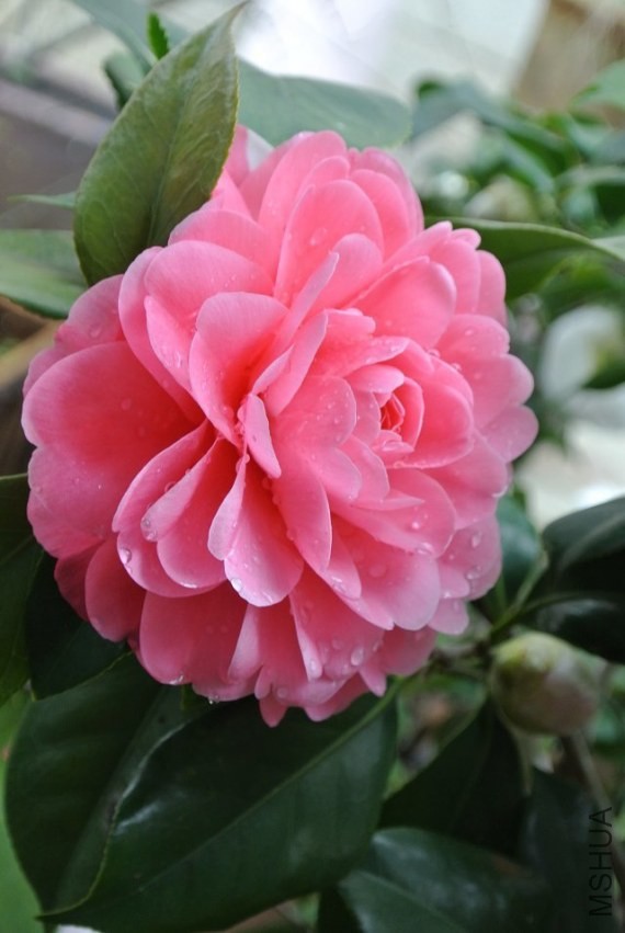 psb (9).jpg