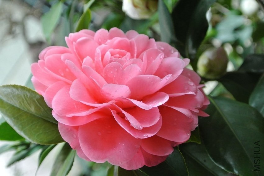 psb (12).jpg