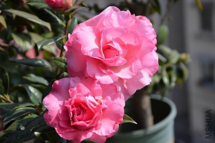 ������С DSC_1929.JPG