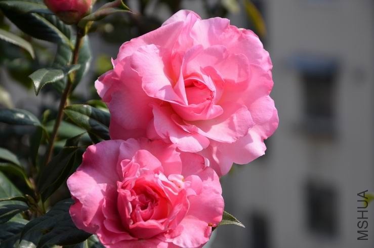 ������С DSC_1931.JPG