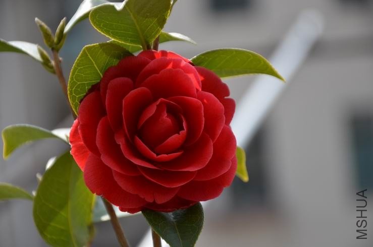 ������С DSC_1925.JPG