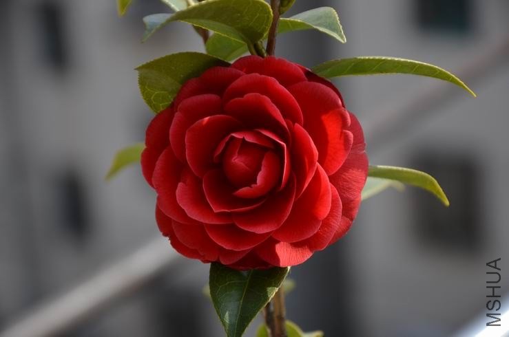 ������С DSC_1938.JPG