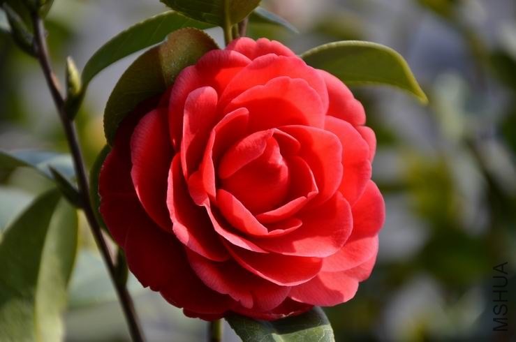 ������С DSC_1948.JPG