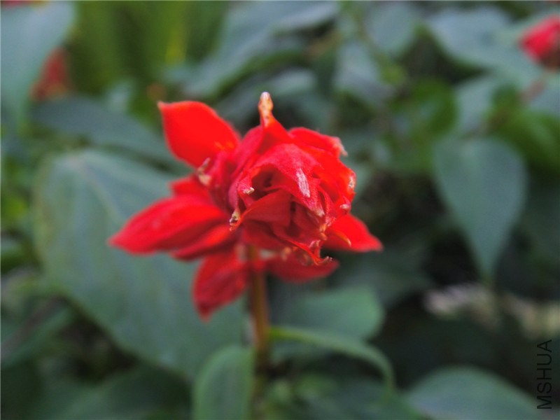S73F2317.jpg
