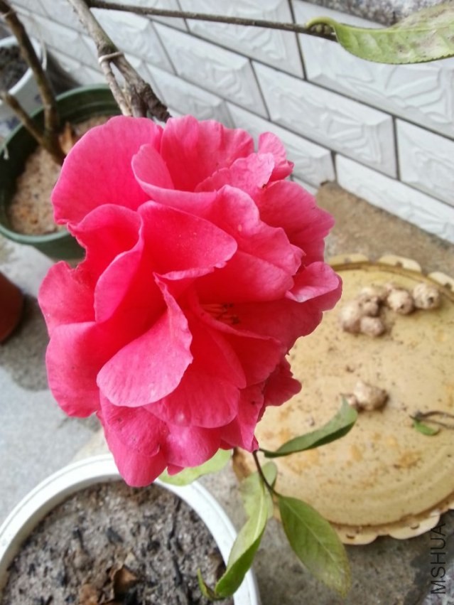 ��2������˹