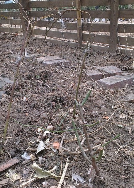 IMAG3834_��С��С.jpg