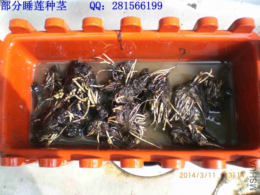 CIMG6399.jpg