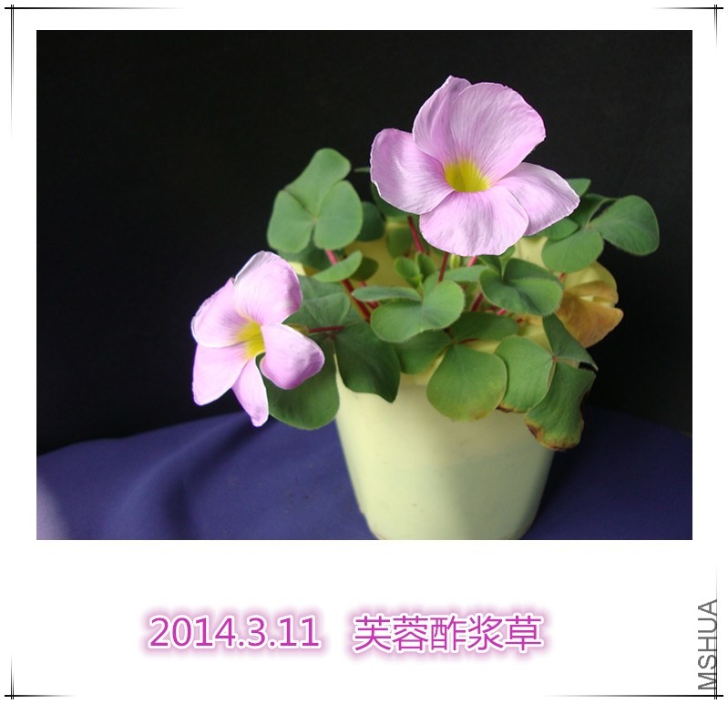 DSC09019_����.jpg