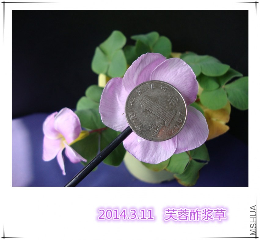 dsc09020_����.jpg