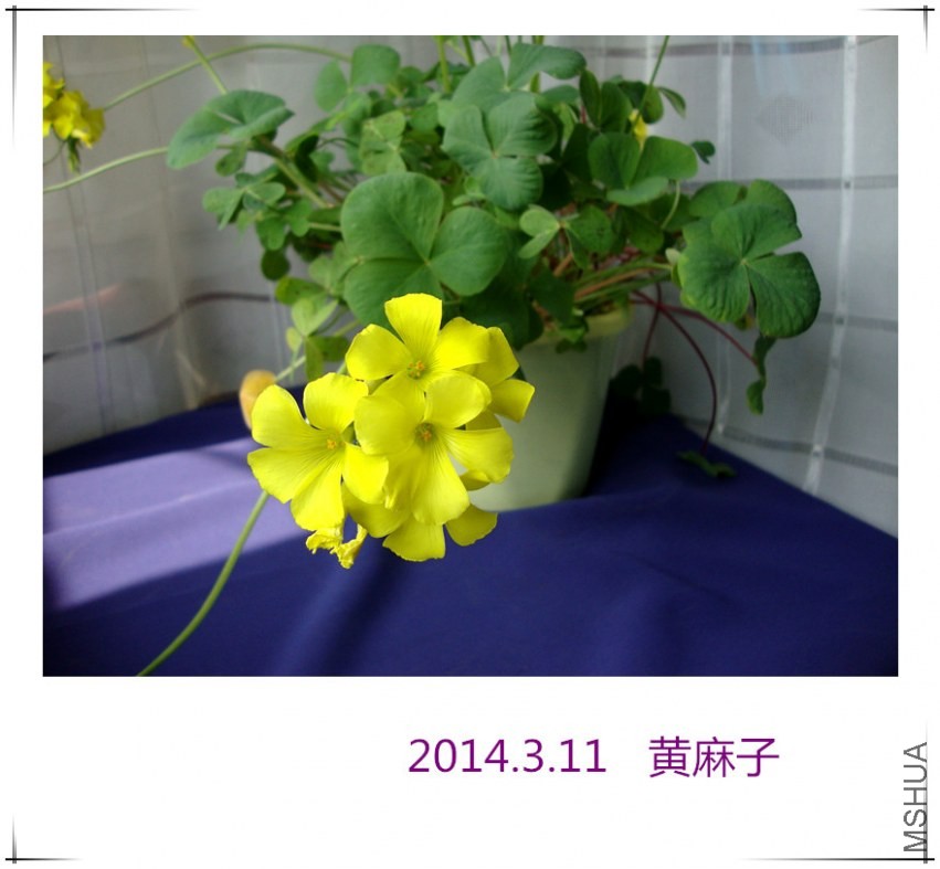 dsc09031_����.jpg