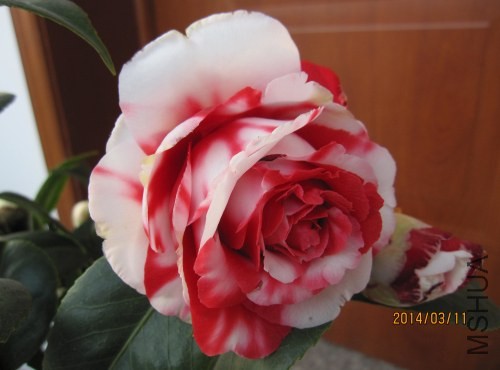 IMG_0810.jpg