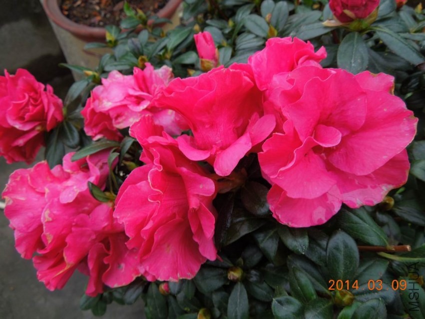 ������С DSCN1159.jpg