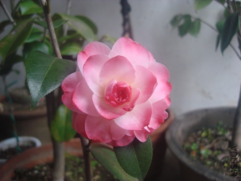 DSC00333_����.jpg