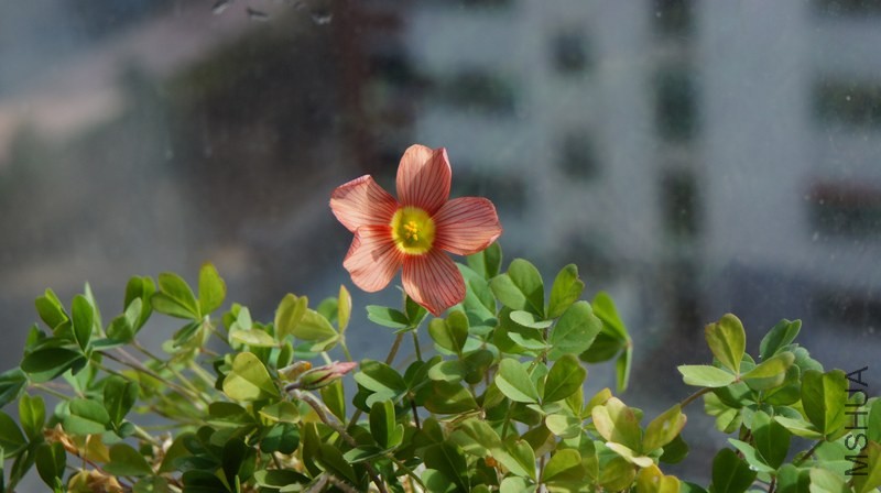 DSC05135.jpg