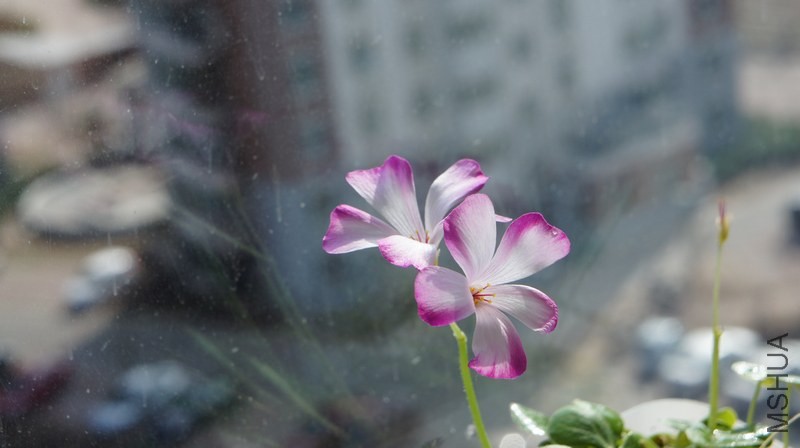 DSC05137.jpg