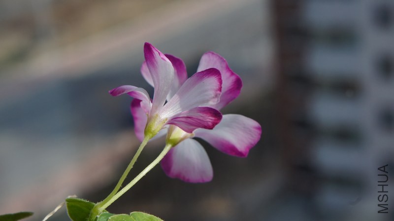 DSC05139.jpg