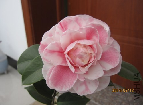 IMG_0815.jpg