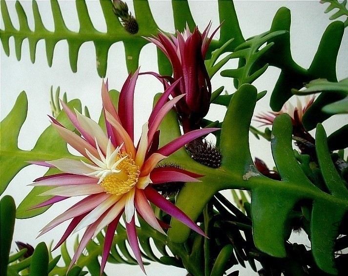 Fishbone cactus�컨���15.jpg