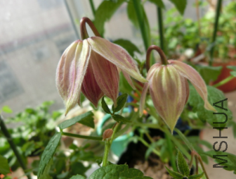 QQ��ͼ20140313121923.png