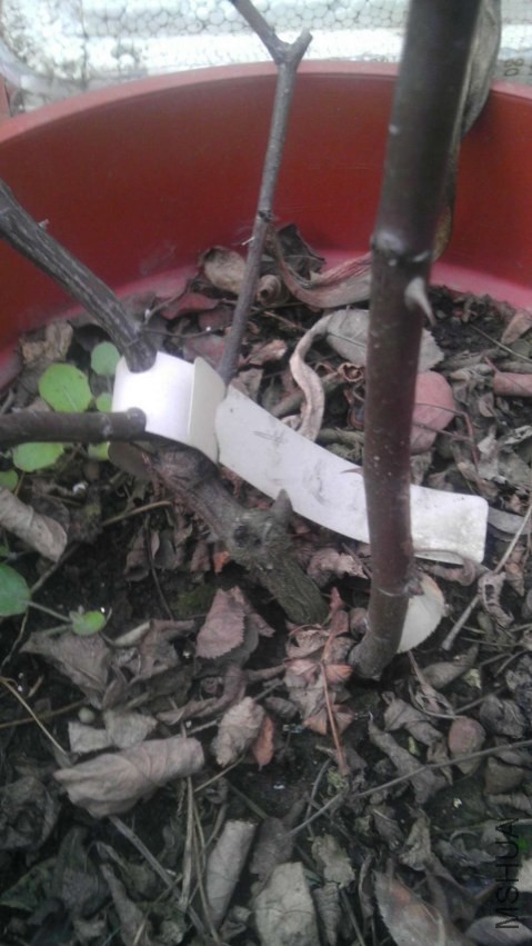������.jpg