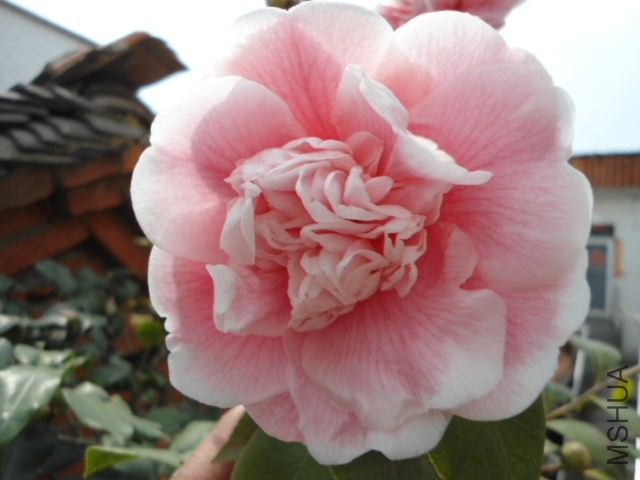 DSC00856.JPG