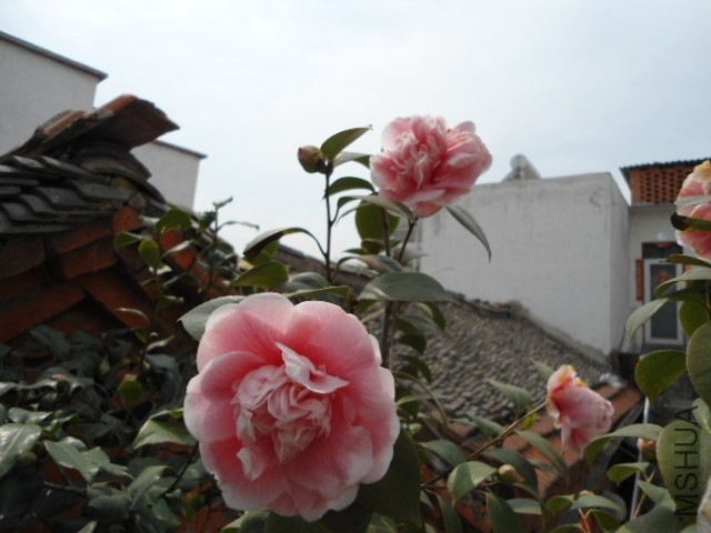 DSC00857.JPG