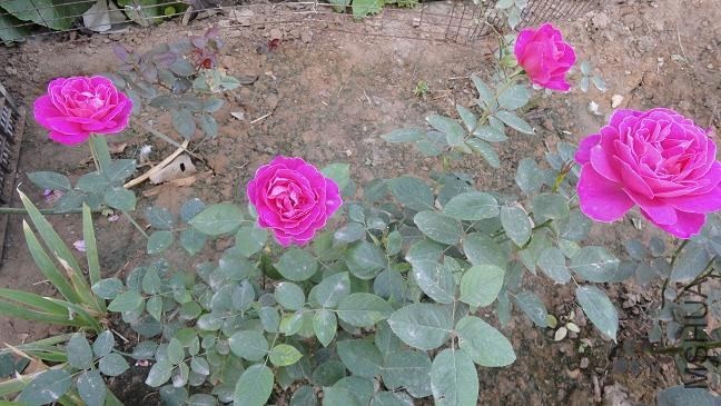 DSC03514.JPG