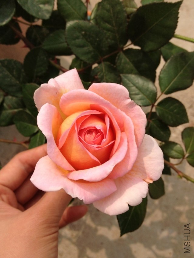 psb (40).jpg