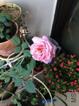 IMG_0156.jpg