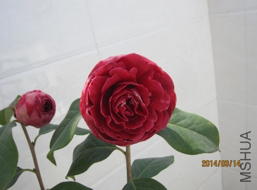 IMG_0821.jpg