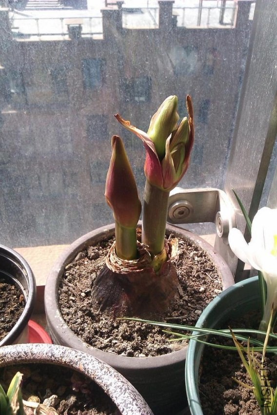 IMAG0386.jpg