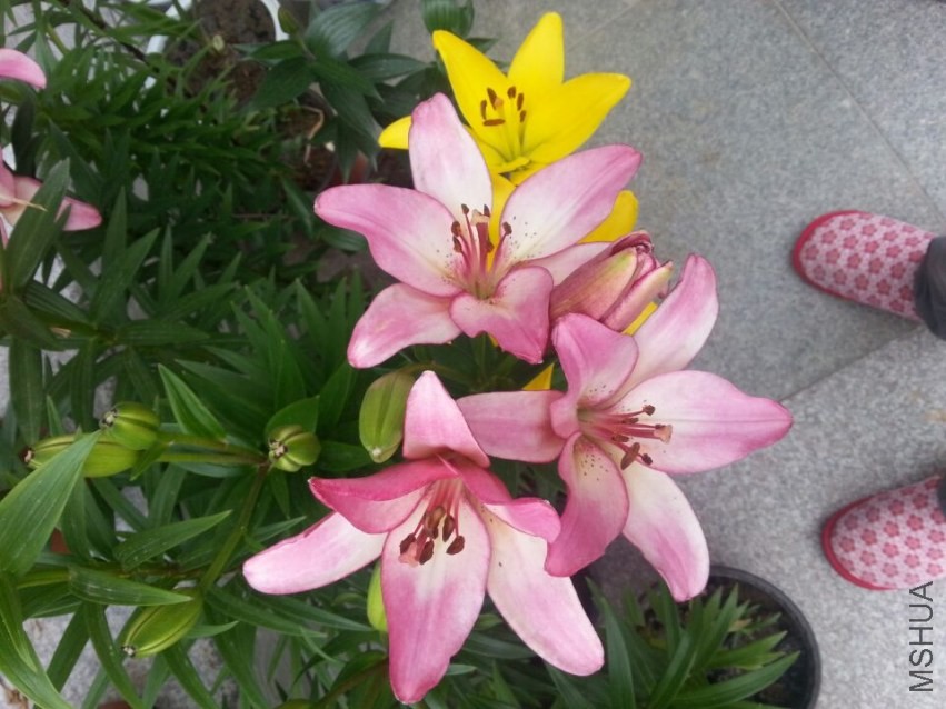 ����ϲ������