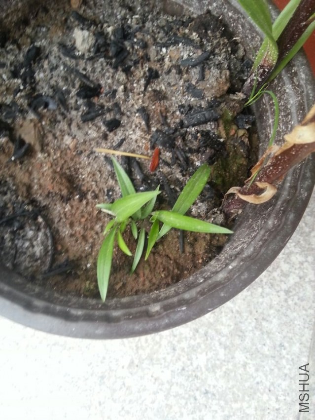 ��Ƭ����������