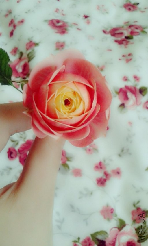 �ɰ���