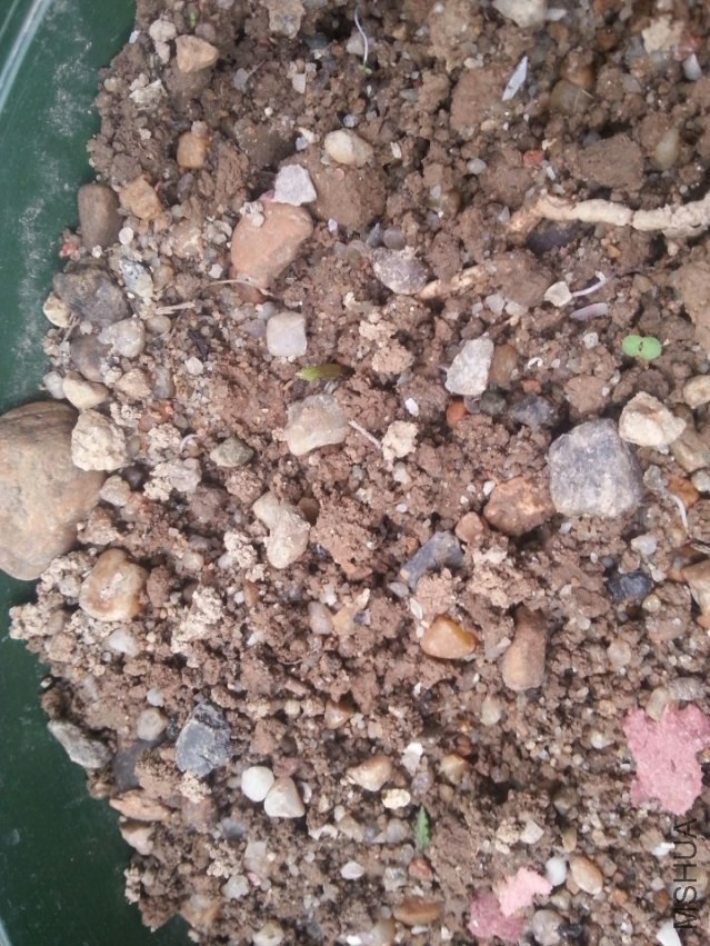 �����Ĵ���������ѿ�ĵ�һ��