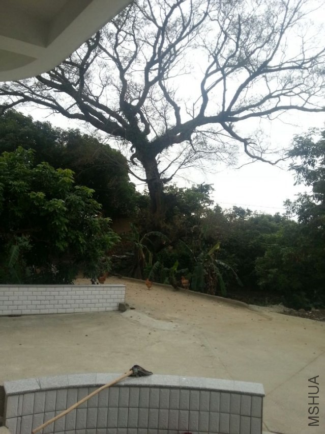 ����������������Ҷ�ӣ���֪��ʲôƷ��