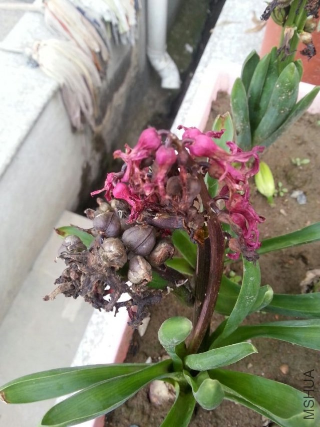 �����ӽ����