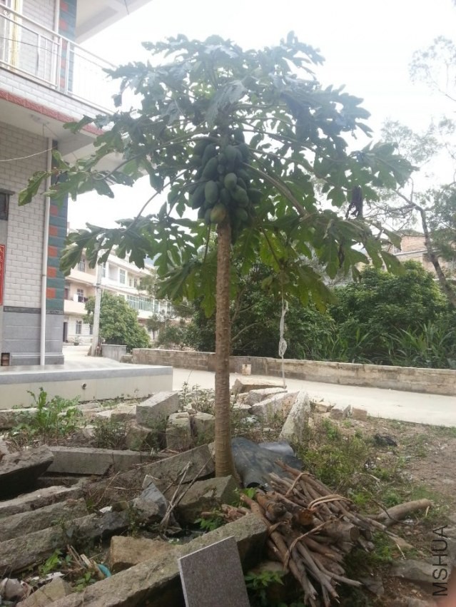 ���ŵ�ľ��