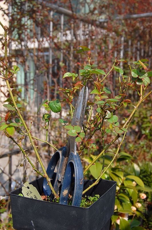 DSC_00960096.JPG