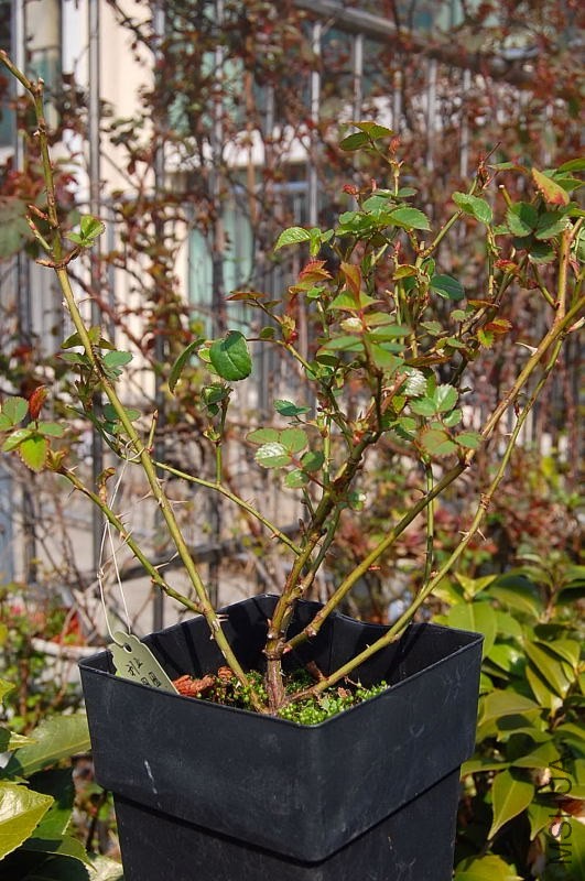 DSC_00980098.JPG