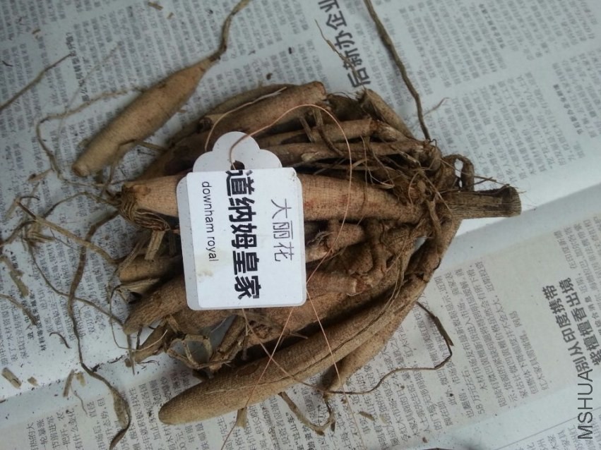 ����ķ�ʼ� (2).jpg