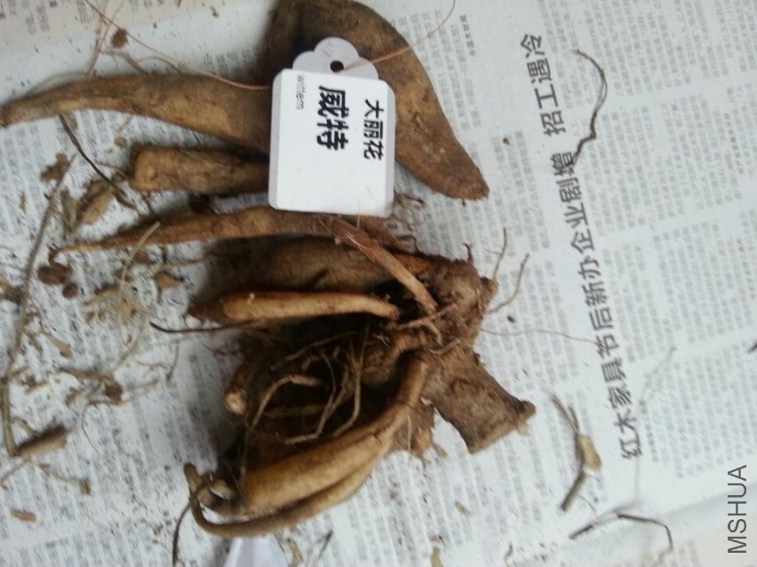 ���� (2).jpg