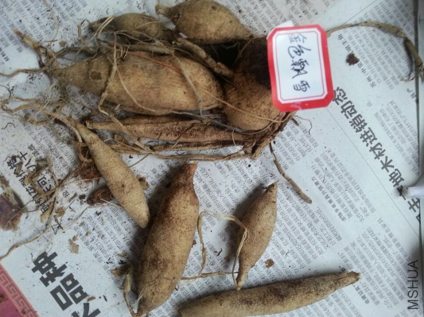 ��ɫƮѩ (1).jpg