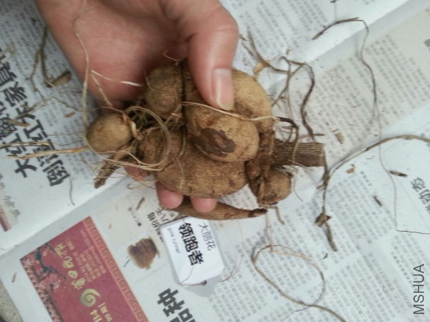 ������ (1).jpg