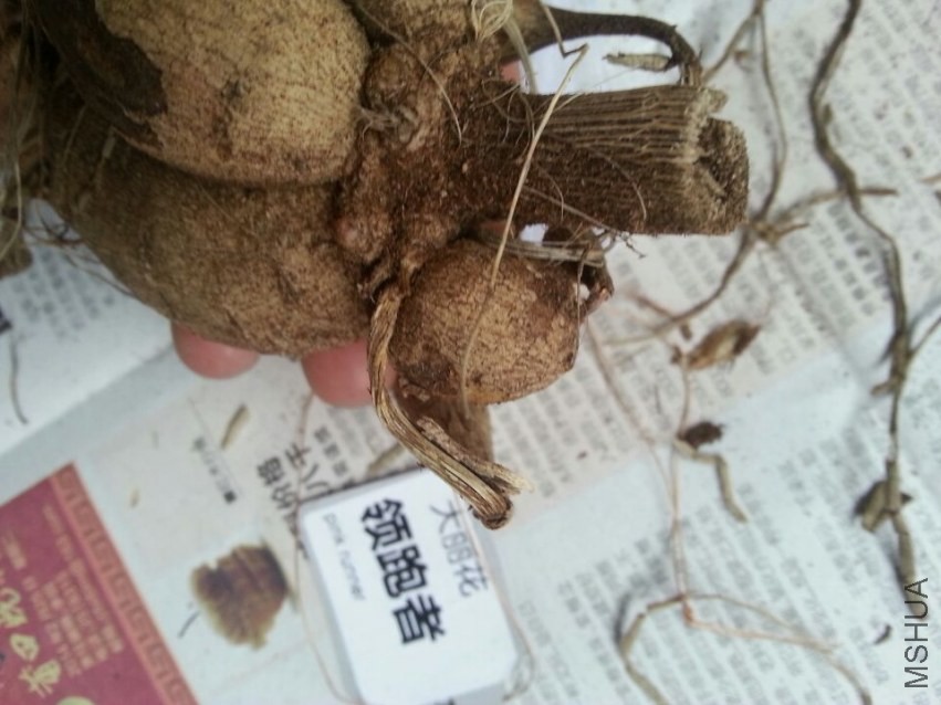 ������ (2).jpg