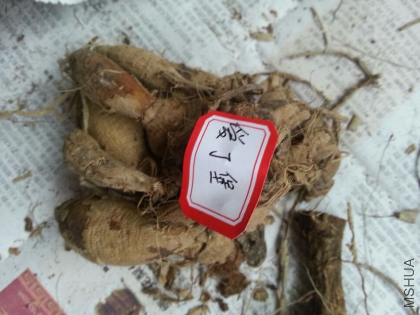 ������ (1).jpg